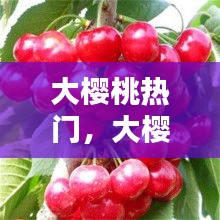 大樱桃热门，大樱桃宣传片 