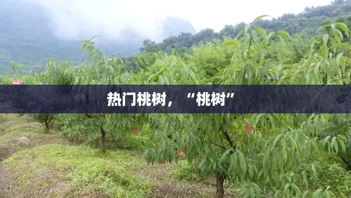 热门桃树，“桃树” 