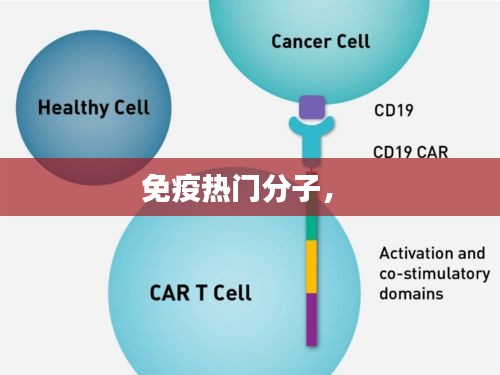免疫热门分子， 