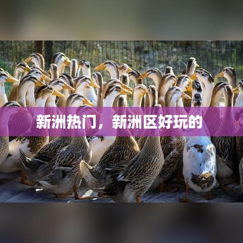 新洲热门，新洲区好玩的 