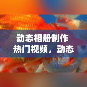 动态相册制作 热门视频，动态相册怎么做成视频 