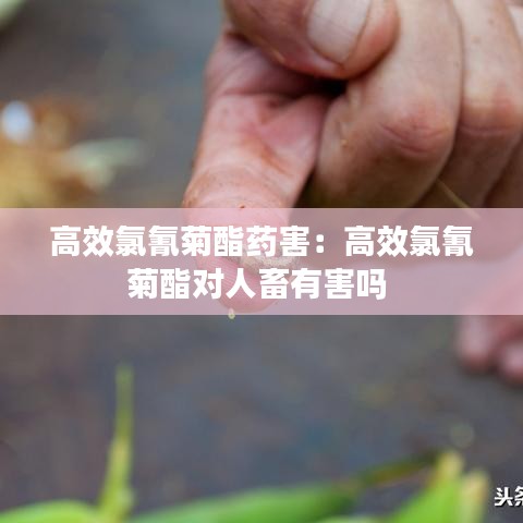 高效氯氰菊酯药害：高效氯氰菊酯对人畜有害吗 