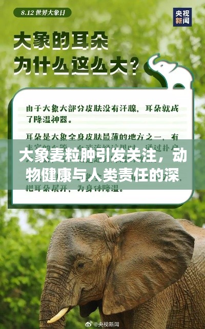 大象麦粒肿引发关注，动物健康与人类责任的深思