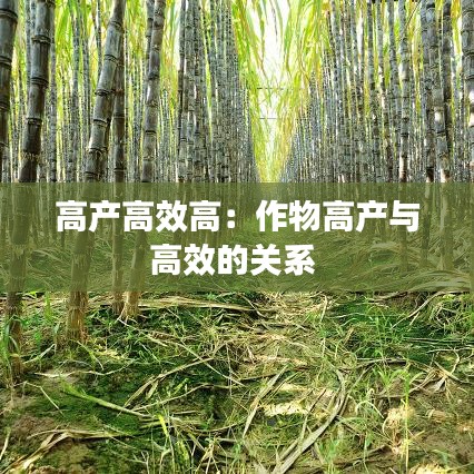 高产高效高：作物高产与高效的关系 