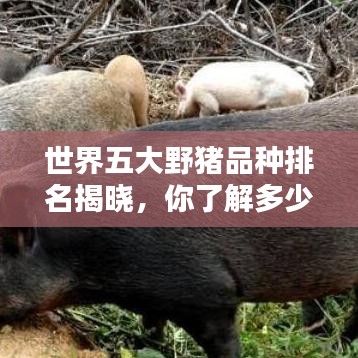 世界五大野猪品种排名揭晓，你了解多少？