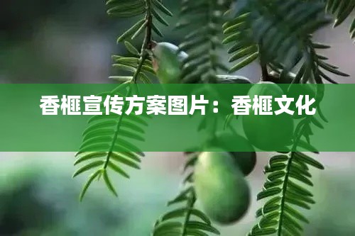 香榧宣传方案图片：香榧文化 