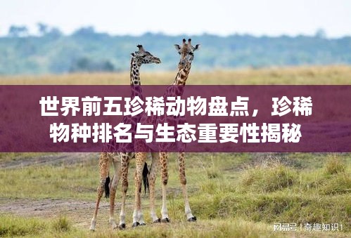 世界前五珍稀动物盘点，珍稀物种排名与生态重要性揭秘