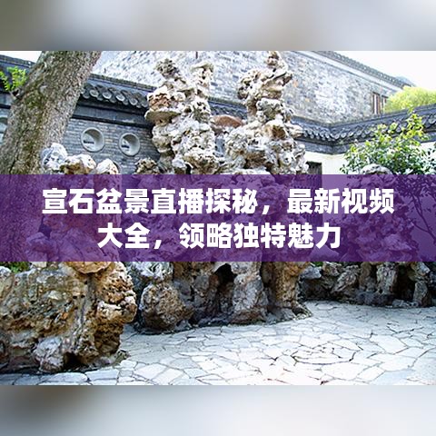 宣石盆景直播探秘，最新视频大全，领略独特魅力