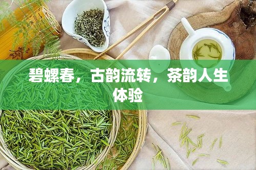 碧螺春，古韵流转，茶韵人生体验
