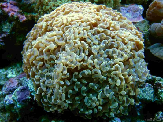 珊瑚虫qq官方下载,综合研究解释定义 精简版_v5.345