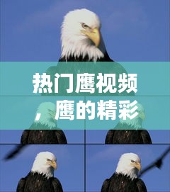 热门鹰视频,鹰的精彩视频