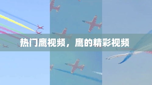 热门鹰视频,鹰的精彩视频