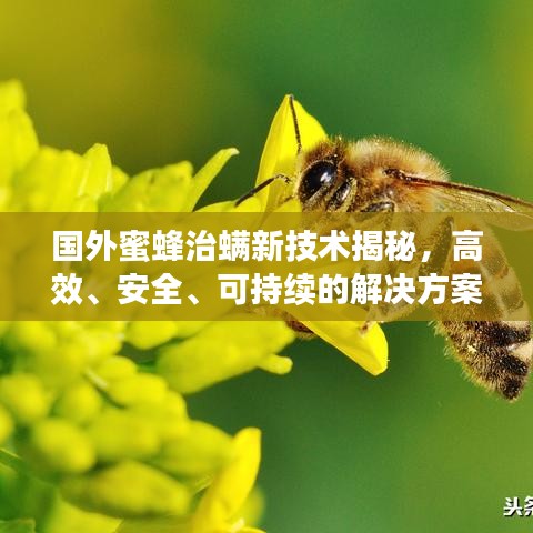 国外蜜蜂治螨新技术揭秘，高效、安全、可持续的解决方案