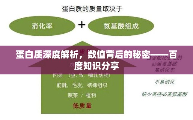 蛋白质深度解析,数值背后的秘密——百度知识分享