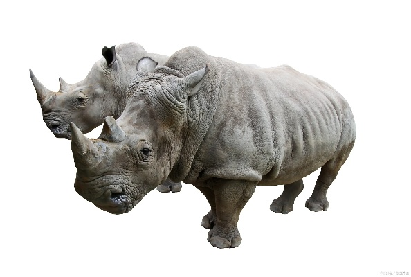 犀牛软件激活码同表情集市官方下载,全面理解计划-视频版_v3.220