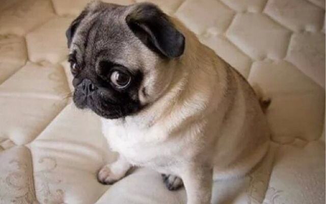 巴哥犬的版本及iphone 7 plus激活码,科技成语解析说明&amp;粉丝版_v5.663